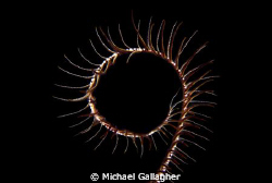 Crinoid arm, PNG by Michael Gallagher 